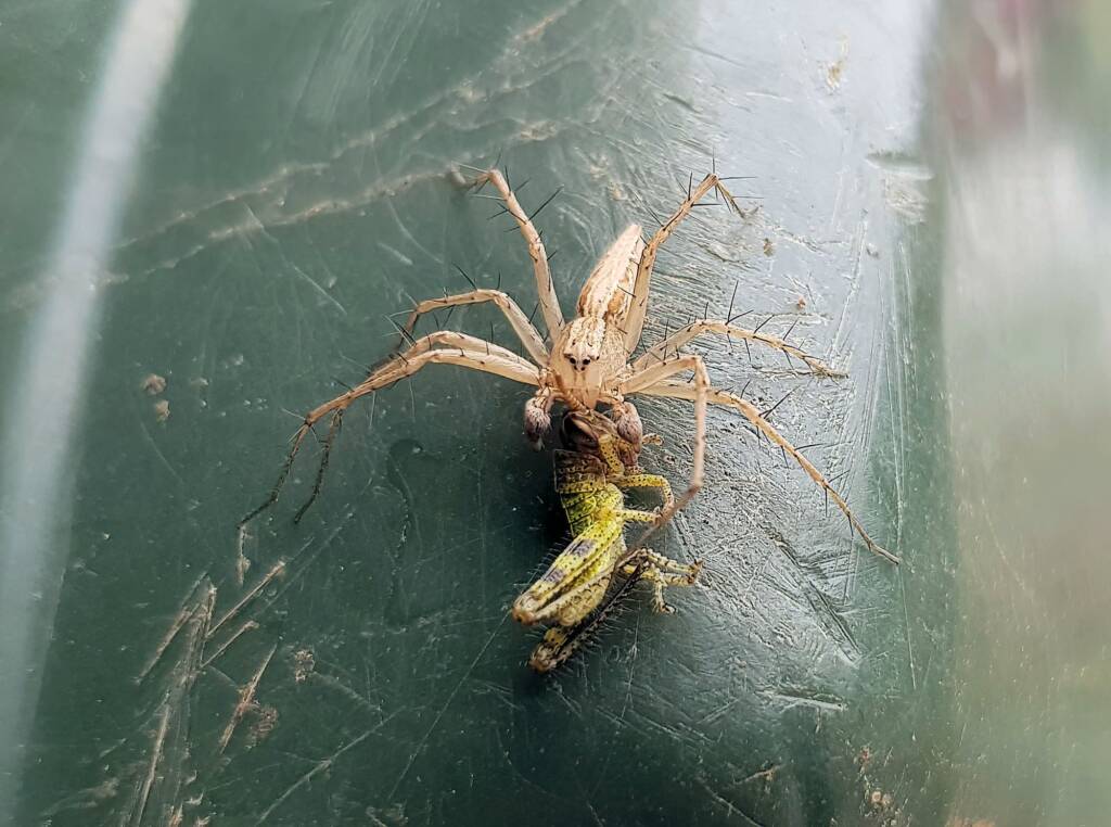 Lynx Spider (family Oxyopidae) with juvenile Grasshopper (Valanga irregularis), Alice Springs NT