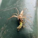 Lynx Spider (family Oxyopidae) with juvenile Grasshopper (Valanga irregularis), Alice Springs NT