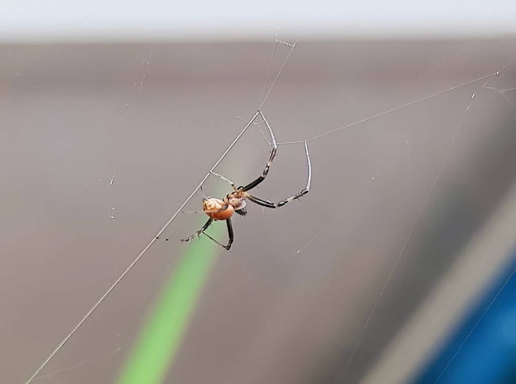 Male Australian Golden Orb Weaver Spider (Trichonephila edulis), Alice Springs NT