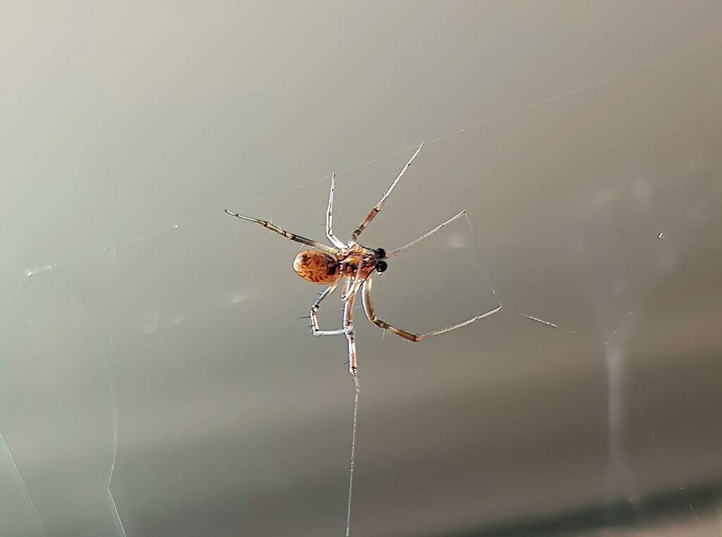 Male Australian Golden Orb Weaver Spider (Trichonephila edulis), Alice Springs NT