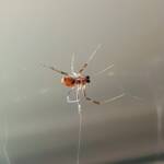 Male Australian Golden Orb Weaver Spider (Trichonephila edulis), Alice Springs NT