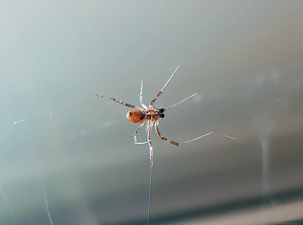 Male Australian Golden Orb Weaver Spider (Trichonephila edulis), Alice Springs NT
