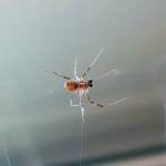 Male Australian Golden Orb Weaver Spider (Trichonephila edulis), Alice Springs NT