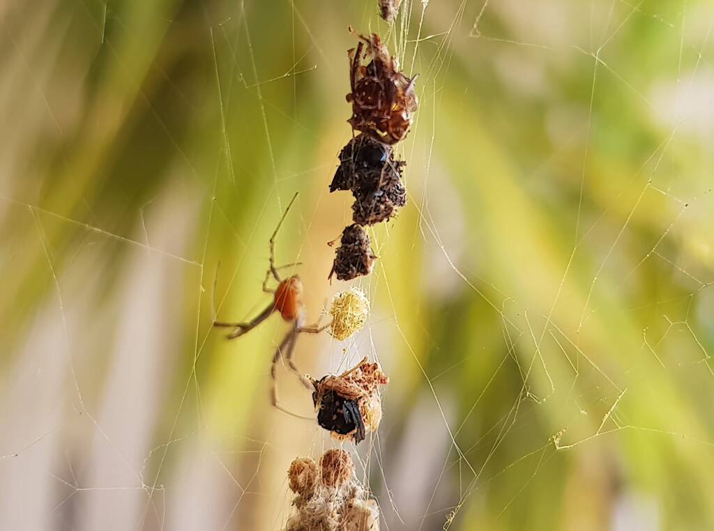Male Australian Golden Orb Weaver Spider (Trichonephila edulis), Alice Springs NT