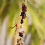 Male Australian Golden Orb Weaver Spider (Trichonephila edulis), Alice Springs NT