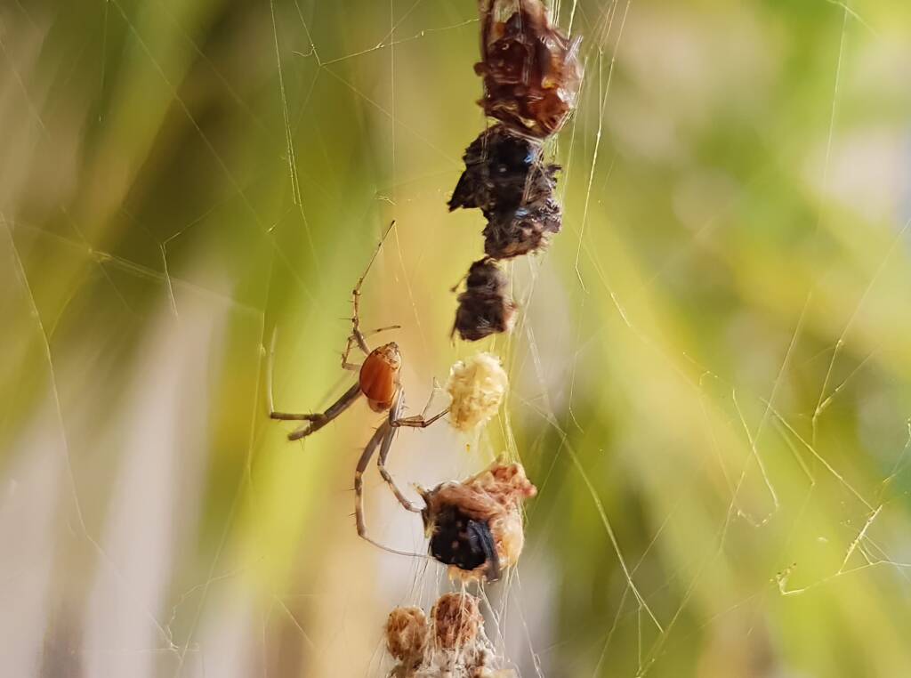 Male Australian Golden Orb Weaver Spider (Trichonephila edulis), Alice Springs NT