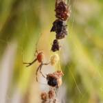 Male Australian Golden Orb Weaver Spider (Trichonephila edulis), Alice Springs NT