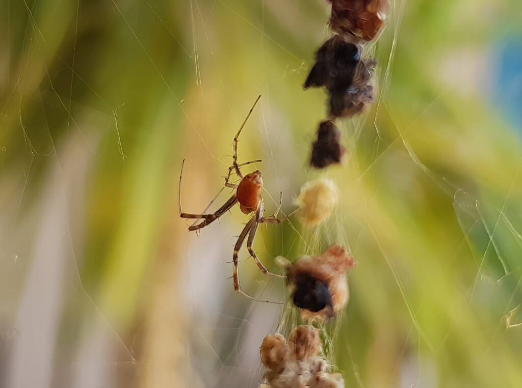 Male Australian Golden Orb Weaver Spider (Trichonephila edulis), Alice Springs NT