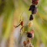 Male Australian Golden Orb Weaver Spider (Trichonephila edulis), Alice Springs NT