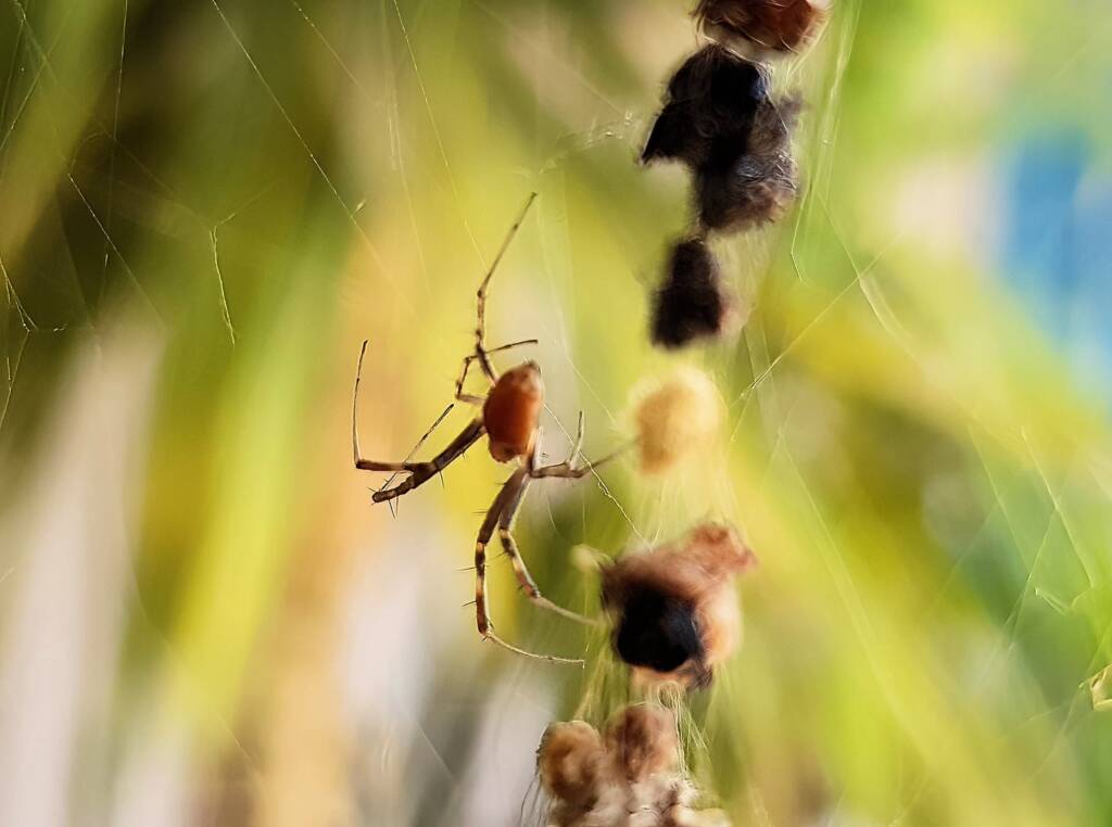 Male Australian Golden Orb Weaver Spider (Trichonephila edulis), Alice Springs NT