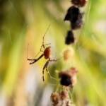 Male Australian Golden Orb Weaver Spider (Trichonephila edulis), Alice Springs NT
