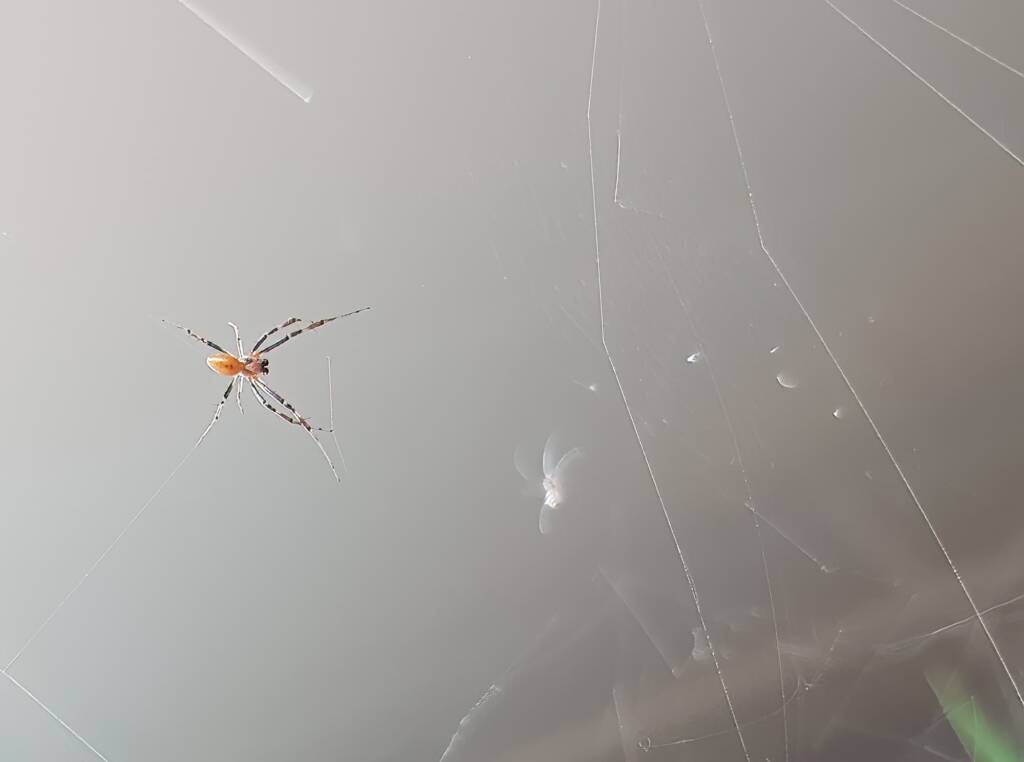 Male Australian Golden Orb Weaver Spider (Trichonephila edulis), Alice Springs NT
