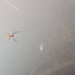 Male Australian Golden Orb Weaver Spider (Trichonephila edulis), Alice Springs NT