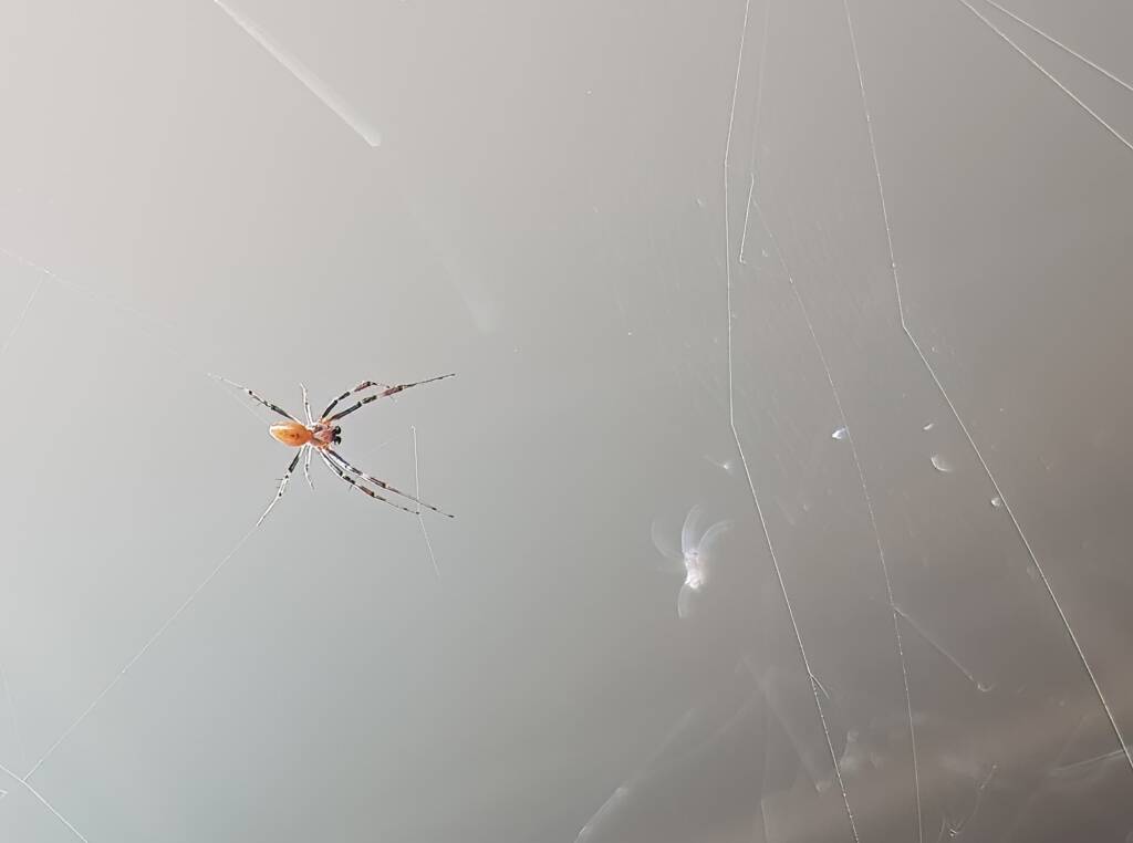 Male Australian Golden Orb Weaver Spider (Trichonephila edulis), Alice Springs NT