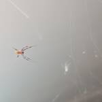 Male Australian Golden Orb Weaver Spider (Trichonephila edulis), Alice Springs NT