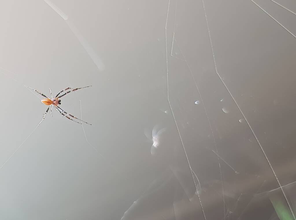 Male Australian Golden Orb Weaver Spider (Trichonephila edulis), Alice Springs NT