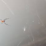 Male Australian Golden Orb Weaver Spider (Trichonephila edulis), Alice Springs NT