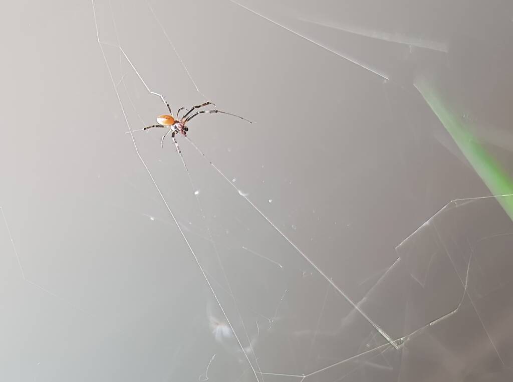 Male Australian Golden Orb Weaver Spider (Trichonephila edulis), Alice Springs NT