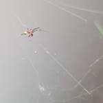 Male Australian Golden Orb Weaver Spider (Trichonephila edulis), Alice Springs NT