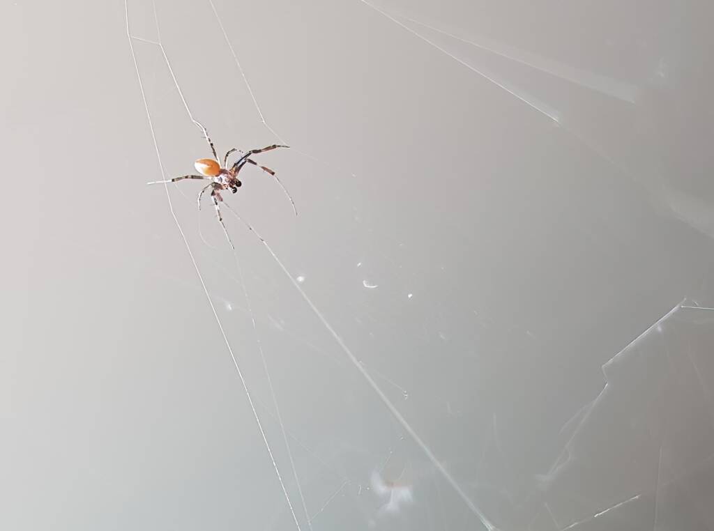 Male Australian Golden Orb Weaver Spider (Trichonephila edulis), Alice Springs NT