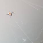Male Australian Golden Orb Weaver Spider (Trichonephila edulis), Alice Springs NT