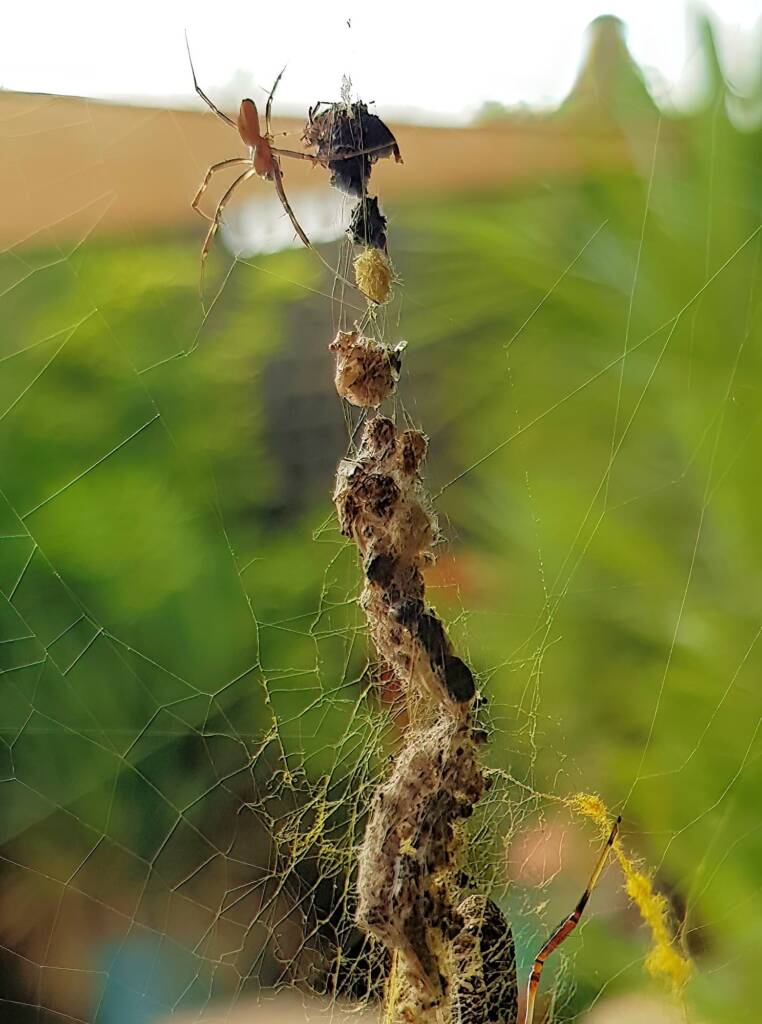 Male starts the approach to mate wit the female Australian Golden Orb Weaver Spider (Trichonephila edulis), Alice Springs NT
