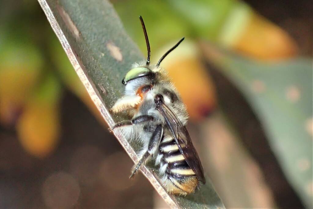 Male Megachile (Eutricharaea) macularis, Midwest WA © Gary Taylor