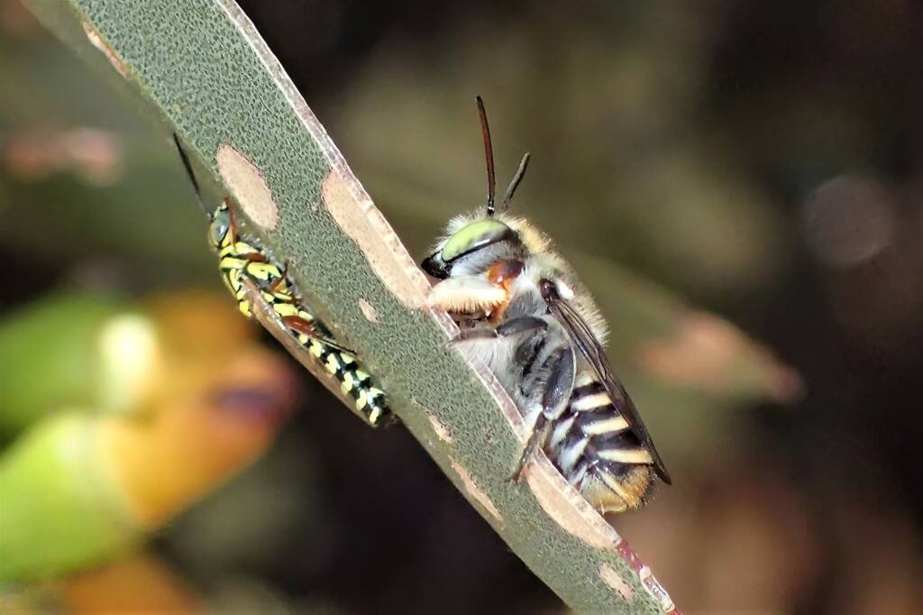 Male Megachile (Eutricharaea) macularis, Midwest WA © Gary Taylor
