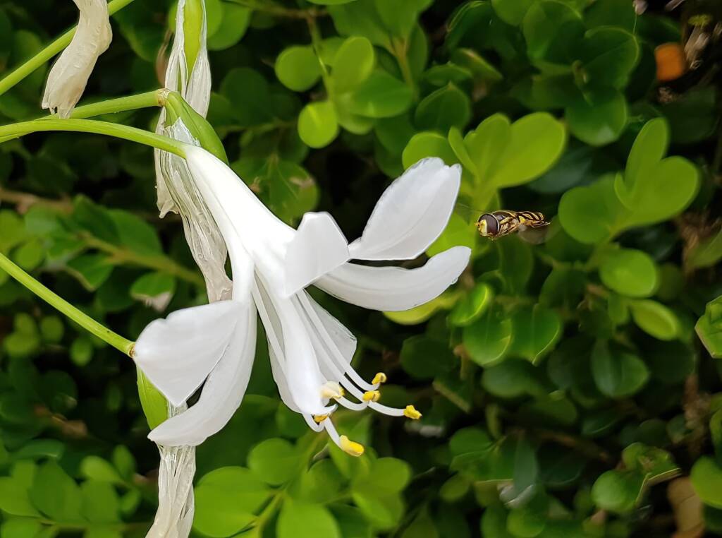 Common Halfband (Melangyna viridiceps), Sydney NSW