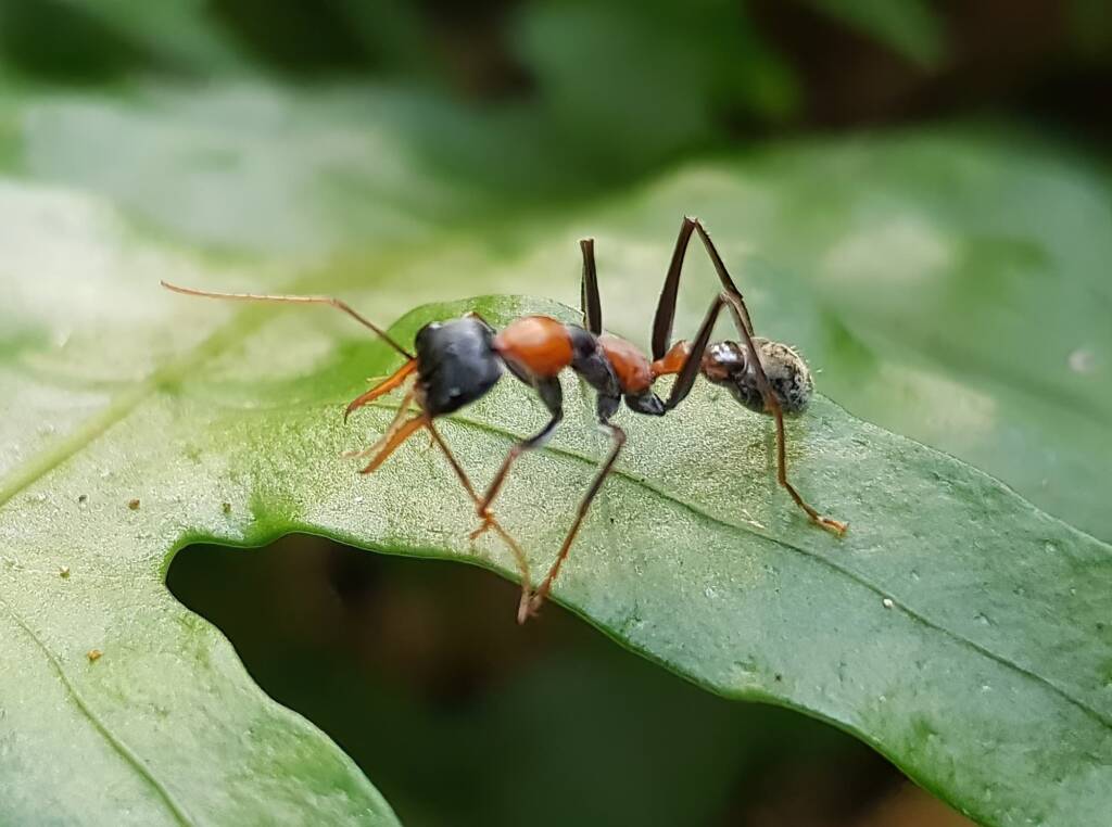 Jumper Ant (Myrmecia nigrocincta), Stony Range Botanic Garden NSW