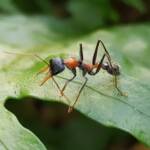 Jumper Ant (Myrmecia nigrocincta), Stony Range Botanic Garden NSW