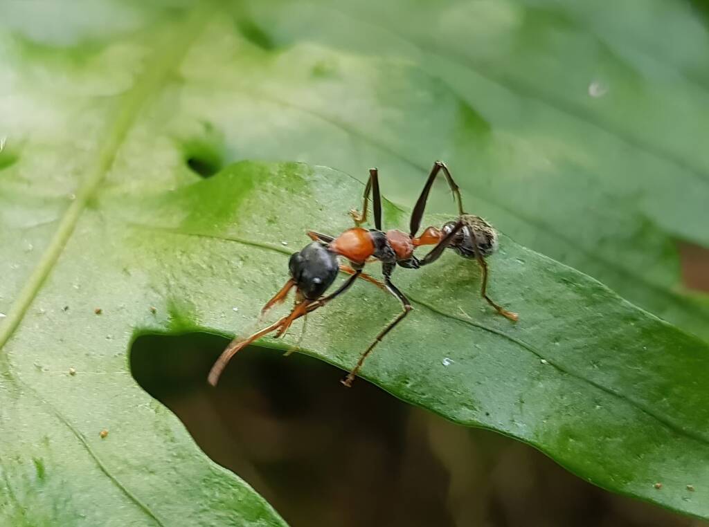 Jumper Ant (Myrmecia nigrocincta), Stony Range Botanic Garden NSW