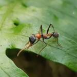 Jumper Ant (Myrmecia nigrocincta), Stony Range Botanic Garden NSW