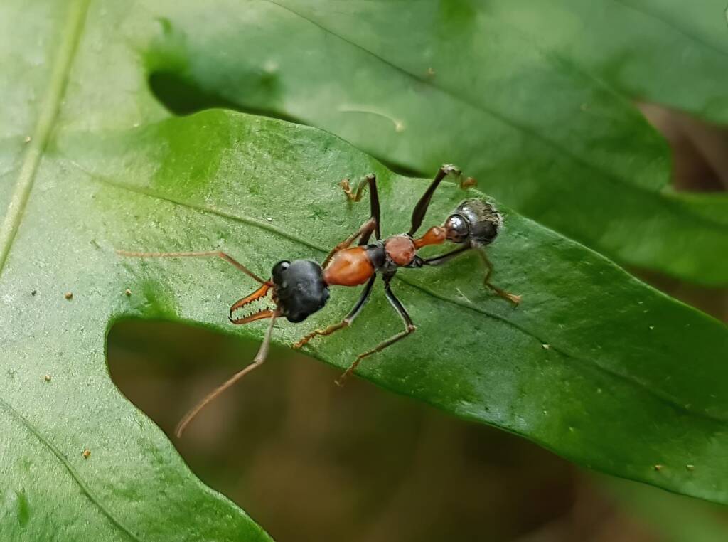 Jumper Ant (Myrmecia nigrocincta), Stony Range Botanic Garden NSW