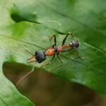 Jumper Ant (Myrmecia nigrocincta), Stony Range Botanic Garden NSW