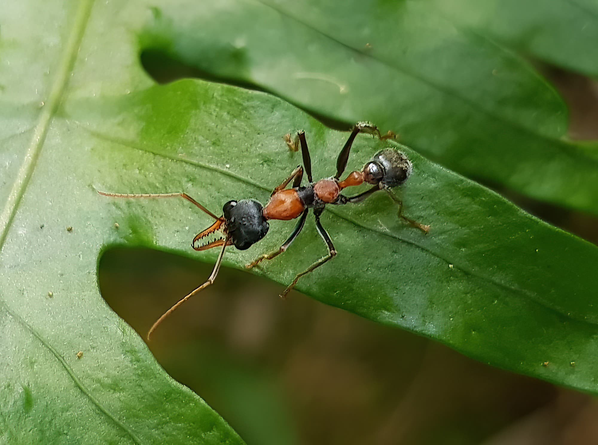 Jumper Ant (Myrmecia nigrocincta), Stony Range Botanic Garden NSW