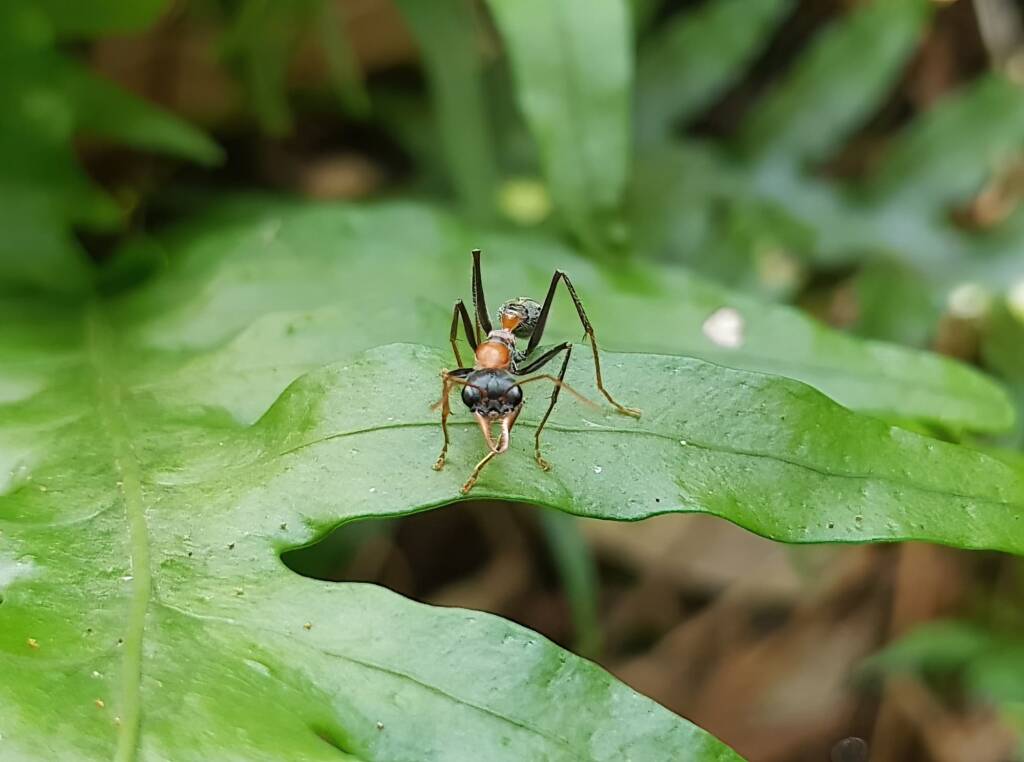 Jumper Ant (Myrmecia nigrocincta), Stony Range Botanic Garden NSW
