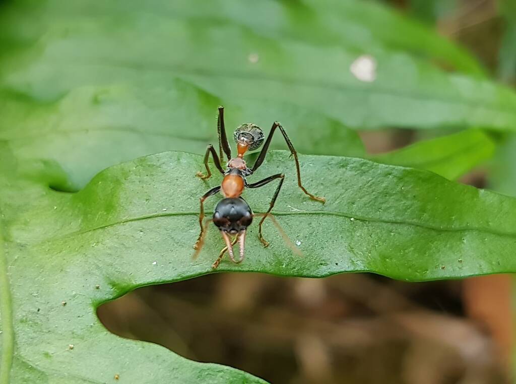Jumper Ant (Myrmecia nigrocincta), Stony Range Botanic Garden NSW