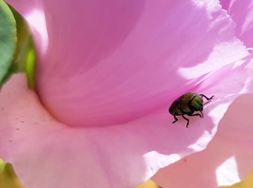 Jewel Beetle (Neospades chrysopygia), Olive Pink Botanic Garden, Alice Springs NT