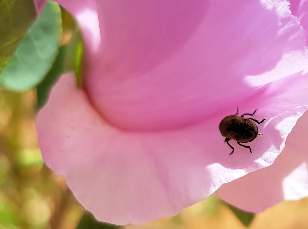Jewel Beetle (Neospades chrysopygia), Olive Pink Botanic Garden, Alice Springs NT
