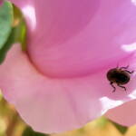 Jewel Beetle (Neospades chrysopygia), Olive Pink Botanic Garden, Alice Springs NT