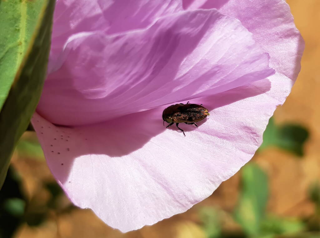 Jewel Beetle (Neospades chrysopygia), Olive Pink Botanic Garden, Alice Springs NT