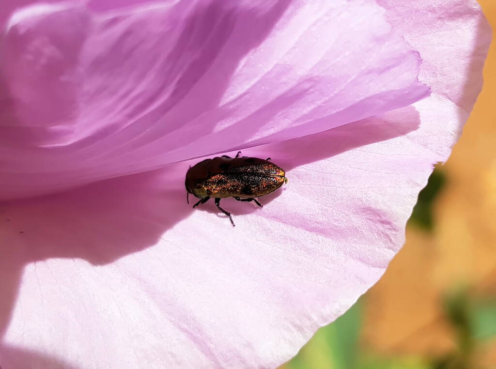 Jewel Beetle (Neospades chrysopygia), Olive Pink Botanic Garden, Alice Springs NT