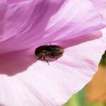 Jewel Beetle (Neospades chrysopygia), Olive Pink Botanic Garden, Alice Springs NT
