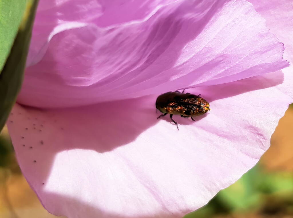 Jewel Beetle (Neospades chrysopygia), Olive Pink Botanic Garden, Alice Springs NT