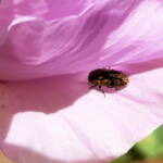 Jewel Beetle (Neospades chrysopygia), Olive Pink Botanic Garden, Alice Springs NT
