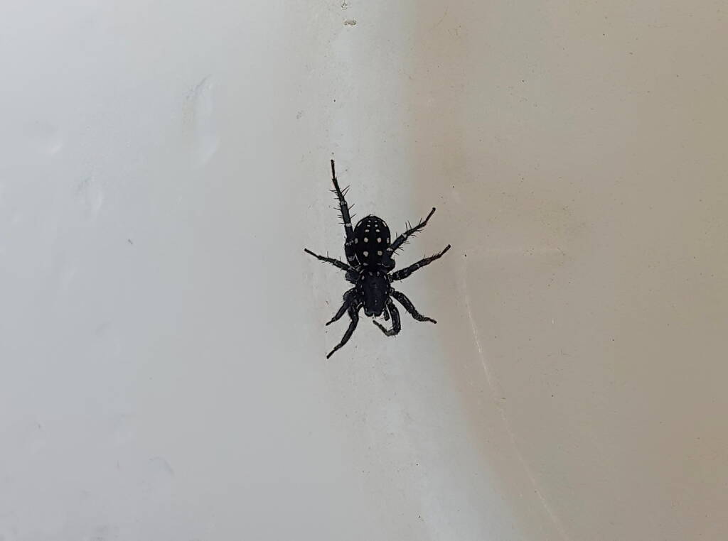 White-spotted Swift Spider (Nyssus albopunctatus), Alice Springs NT