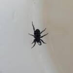 White-spotted Swift Spider (Nyssus albopunctatus), Alice Springs NT