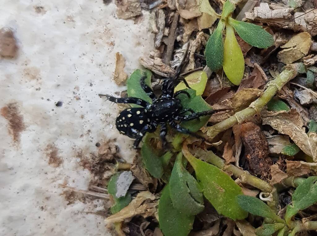 White-spotted Swift Spider (Nyssus albopunctatus), Alice Springs NT