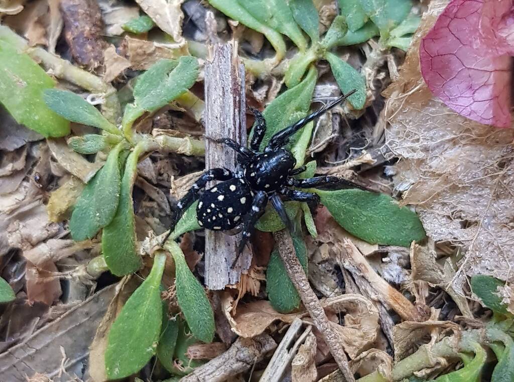 White-spotted Swift Spider (Nyssus albopunctatus), Alice Springs NT